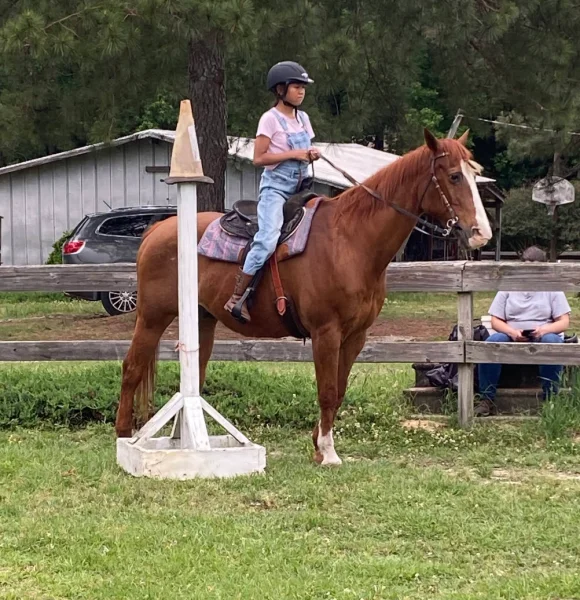 Bit of Pleasure Horse School -  - Poster